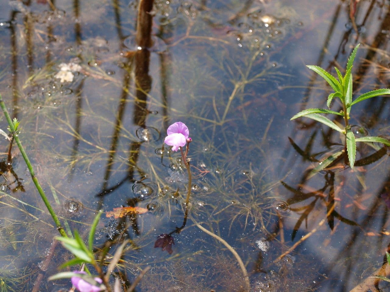 Utricularia purpurea orientale 11