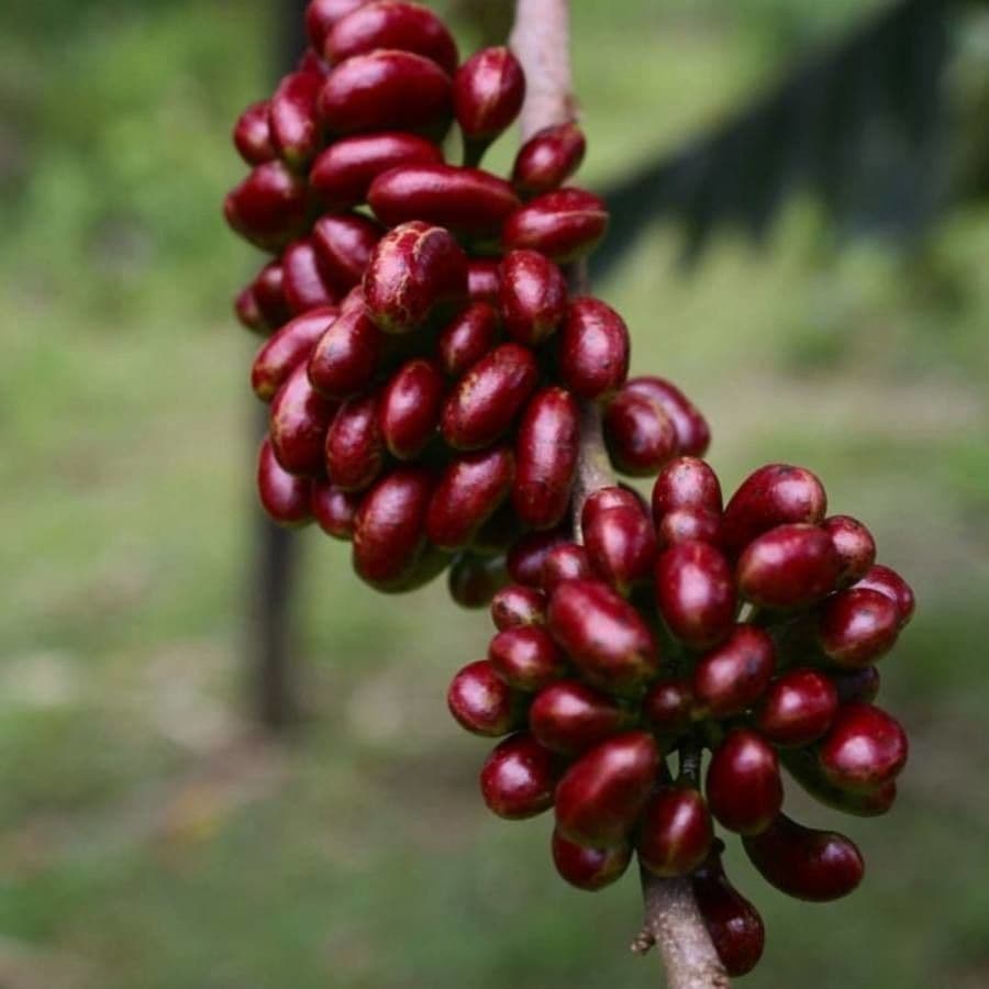 Monkey pepper 4