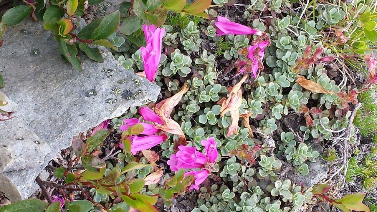 Penstemon rupicolo 6