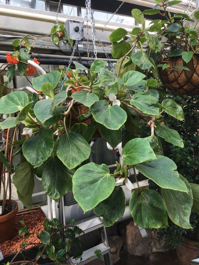 Begonia 2