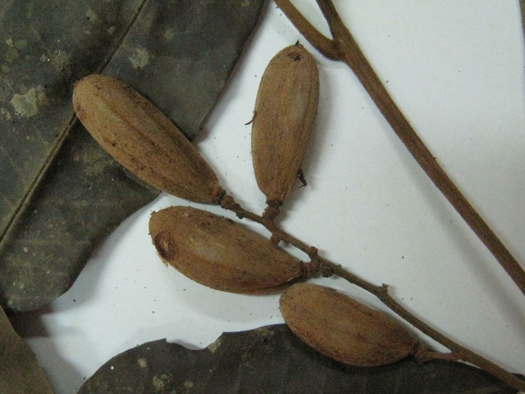 Trichilia 4