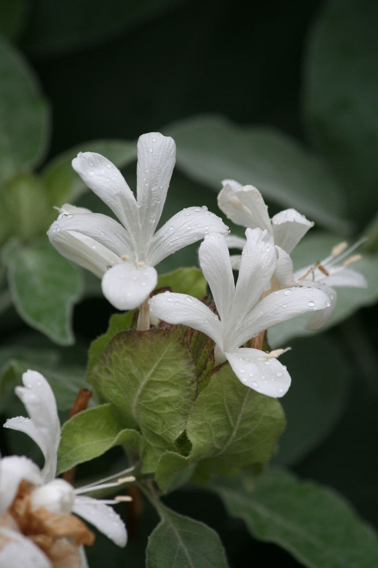 Barleria 2