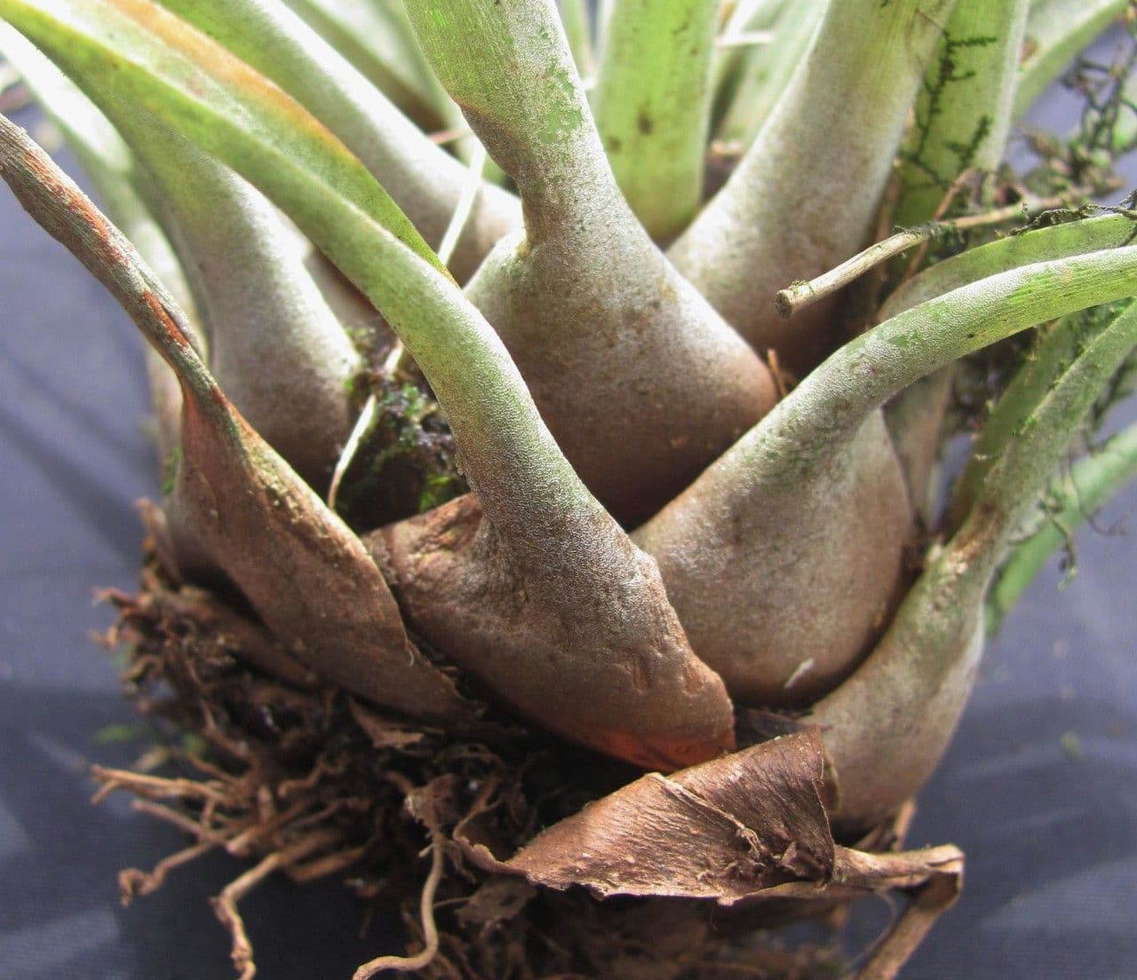 Tillandsia