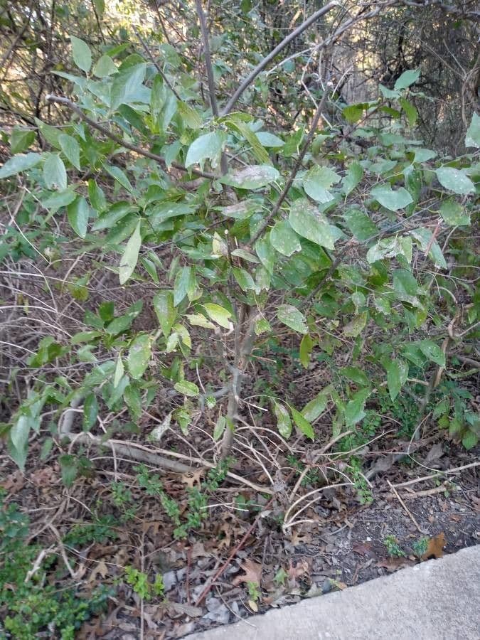 Celtis laevigata 24