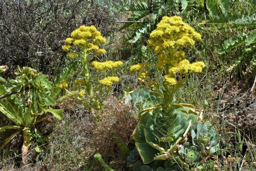 Aeonium aureum 6