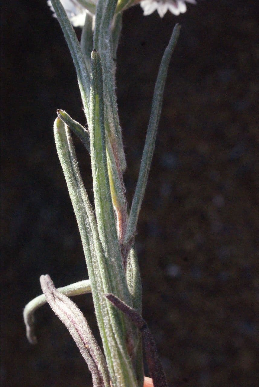 Waitzia profumata 6