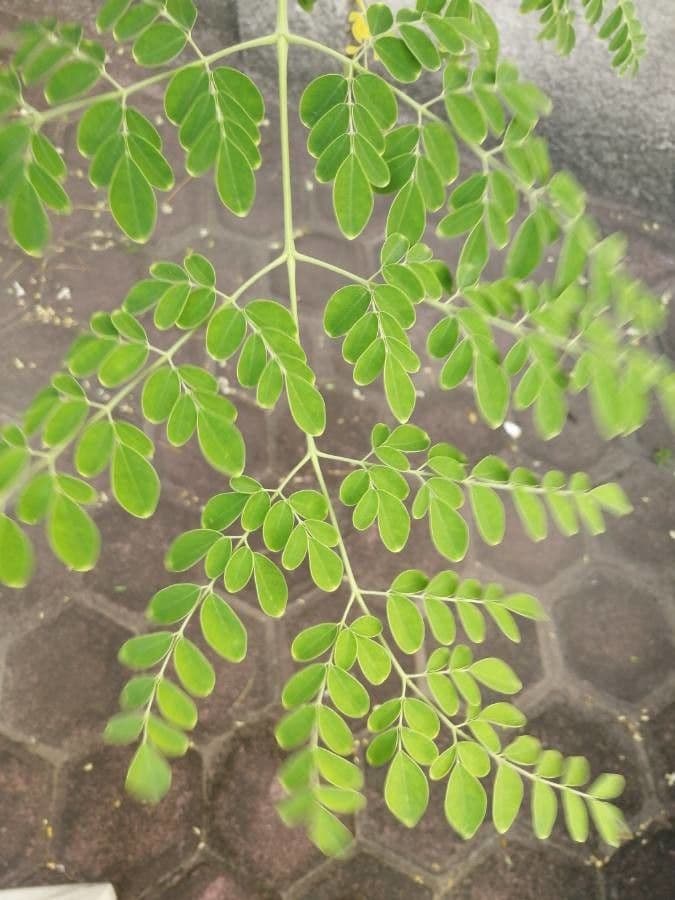 Moringa 10