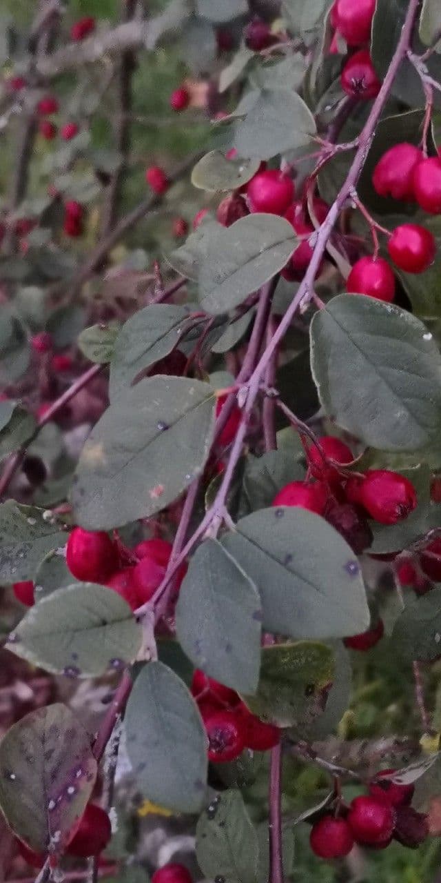 Cotoneaster zabelii 12