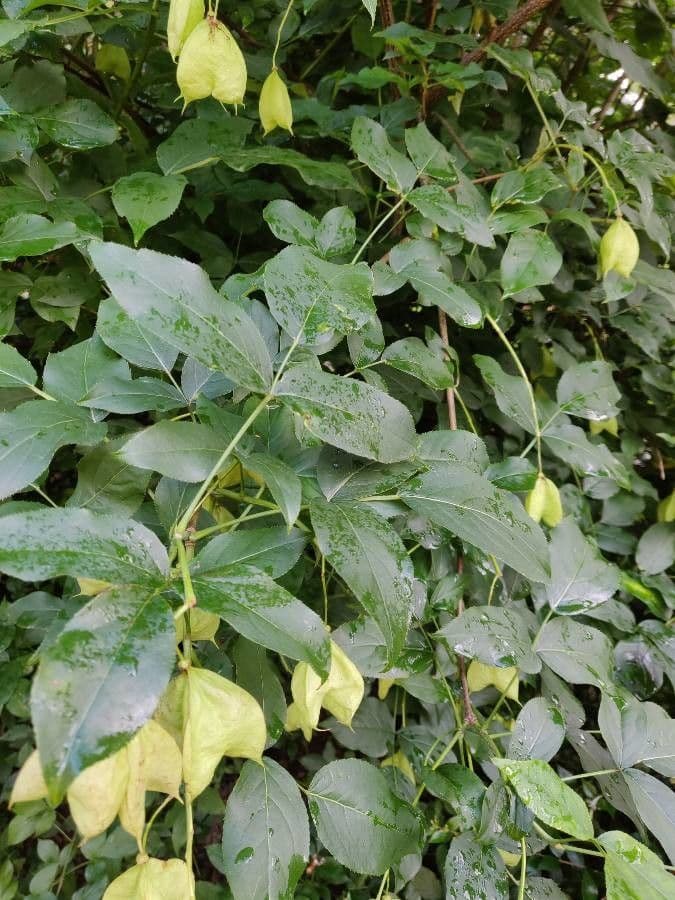 Staphylea pinnata 17