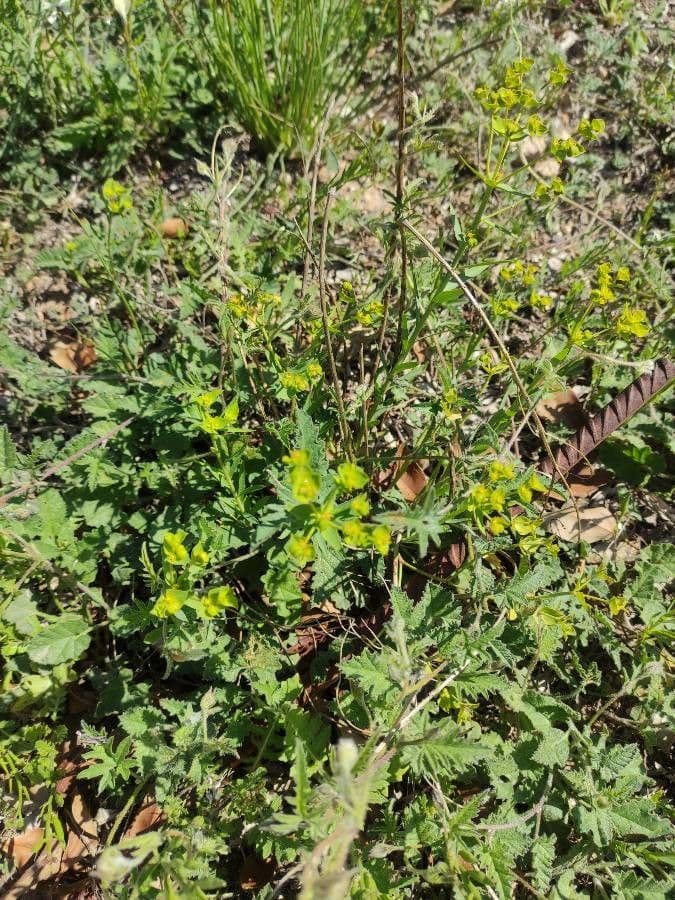 Pryšec Lagascův 6