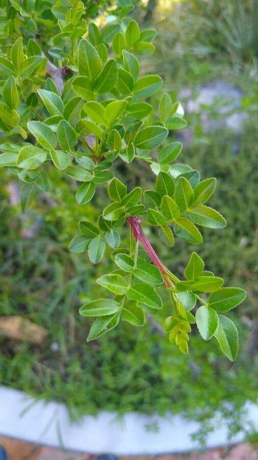 Bursera profumata 11