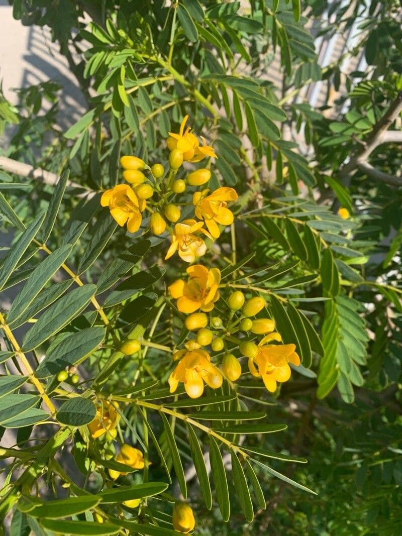 Sennà 9