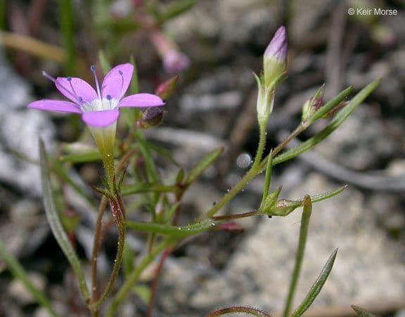 Navarretia leptalea 9