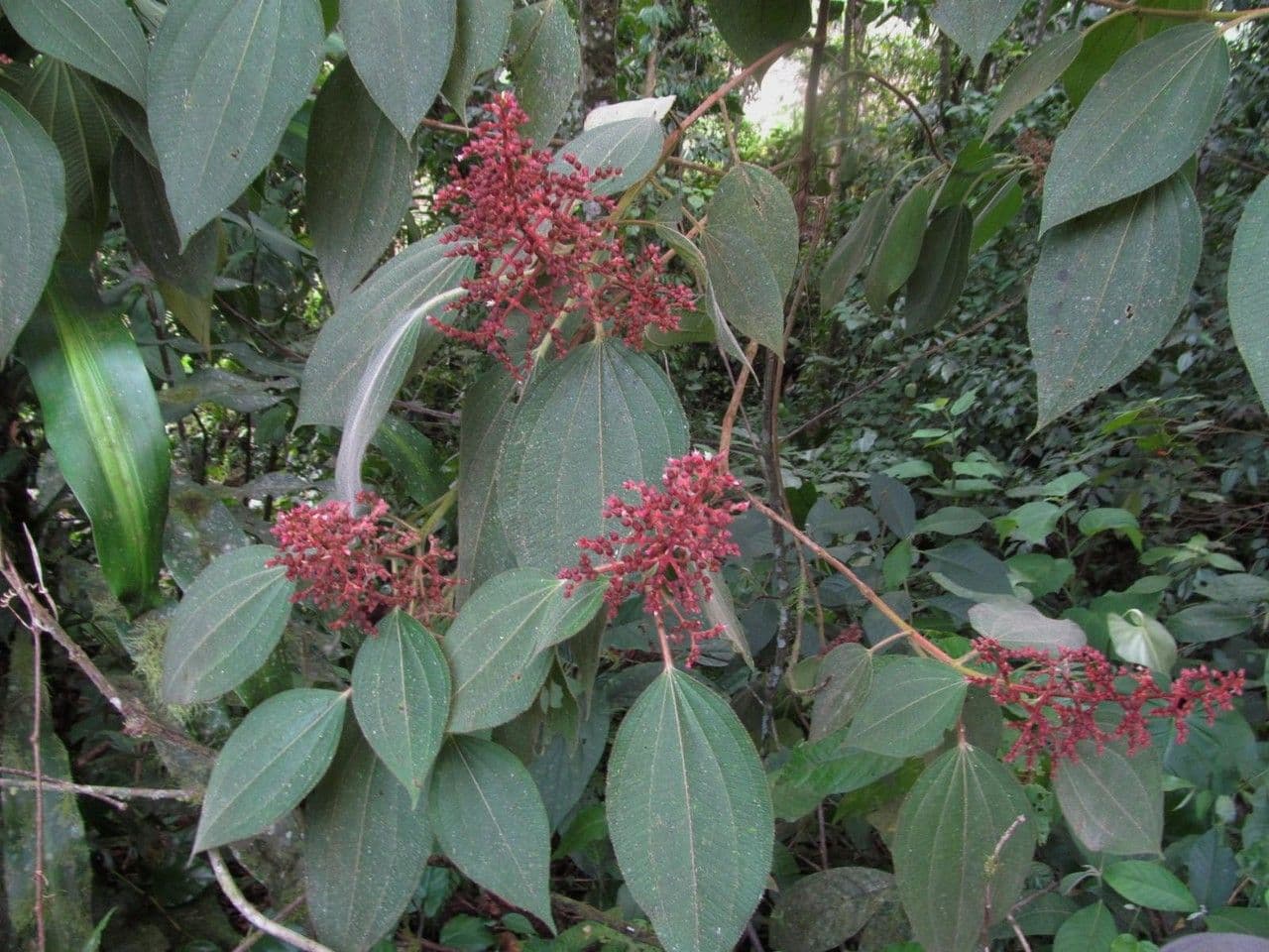 Miconia 18