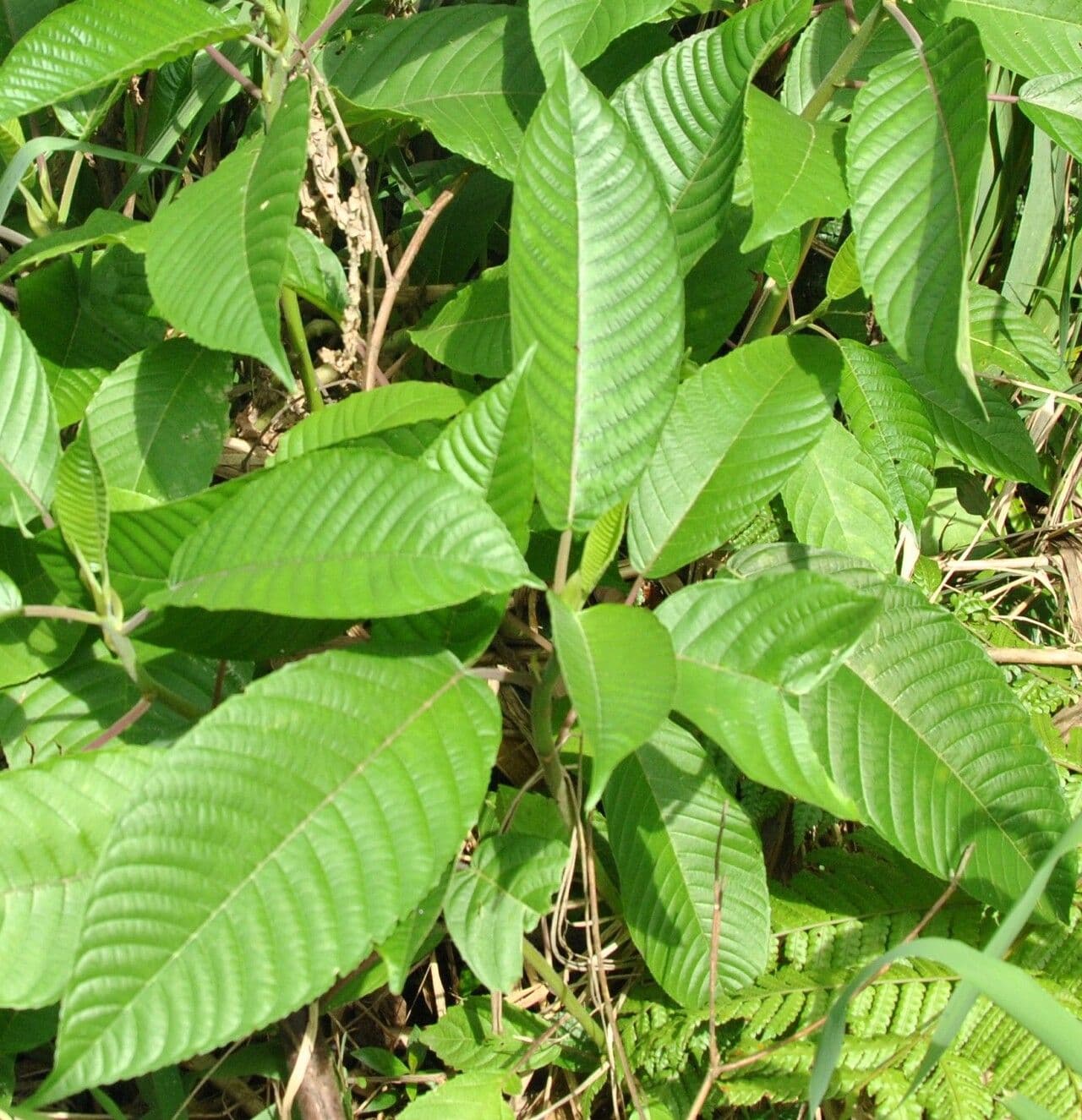 Dendrocnide 2
