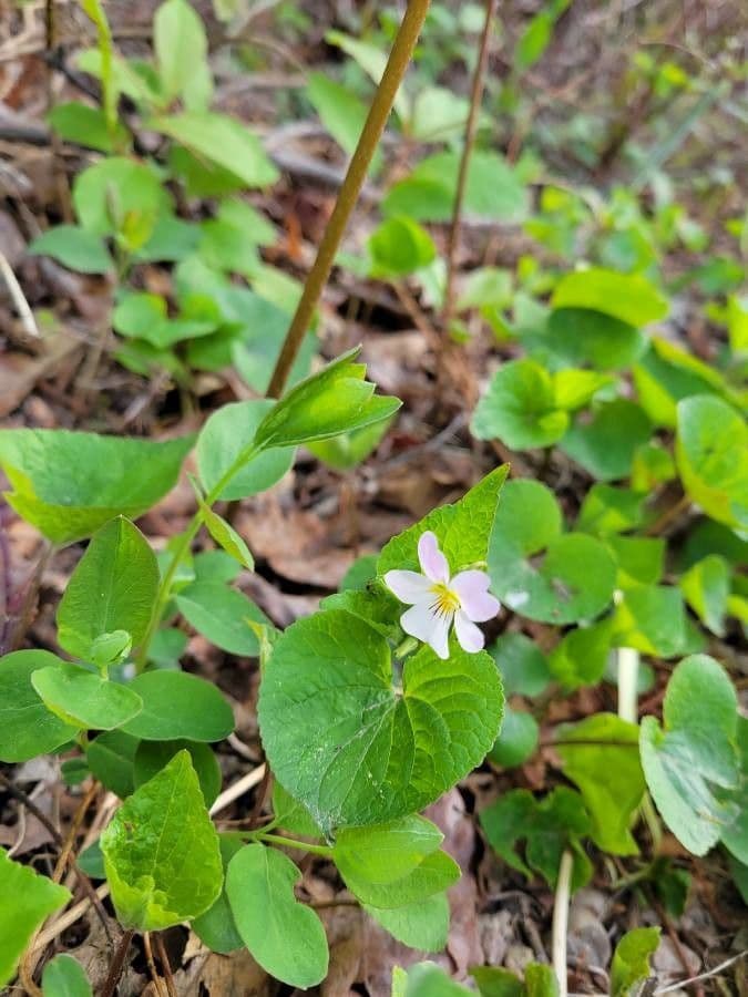 Viola del Canada 3
