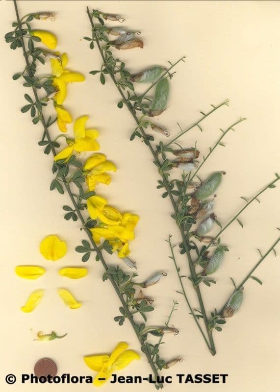 Escobizo 28