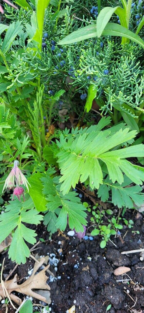 Geum triflorum 8