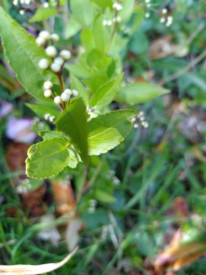 Deutzia gracilis 4
