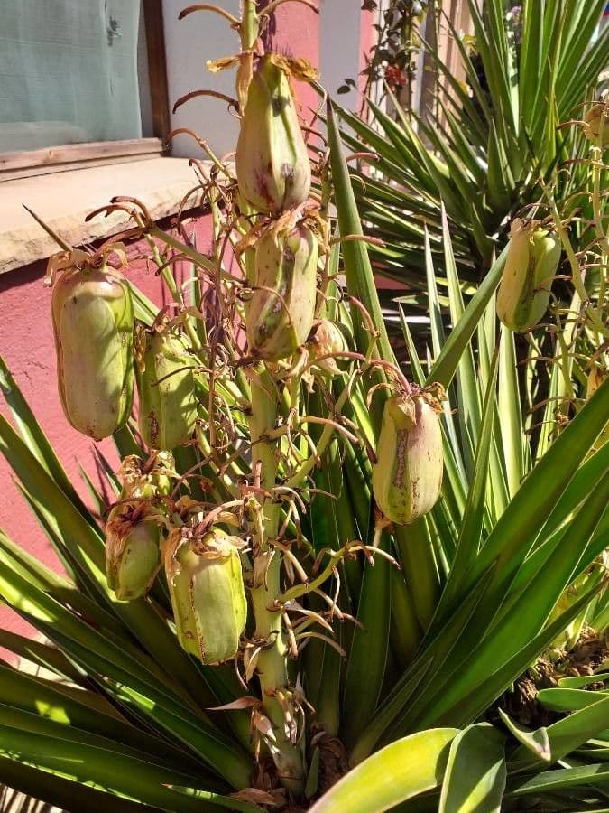 Bajonett-Yucca 2
