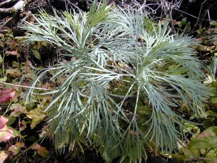 Rauchblattblättrige Hunnemannia 15