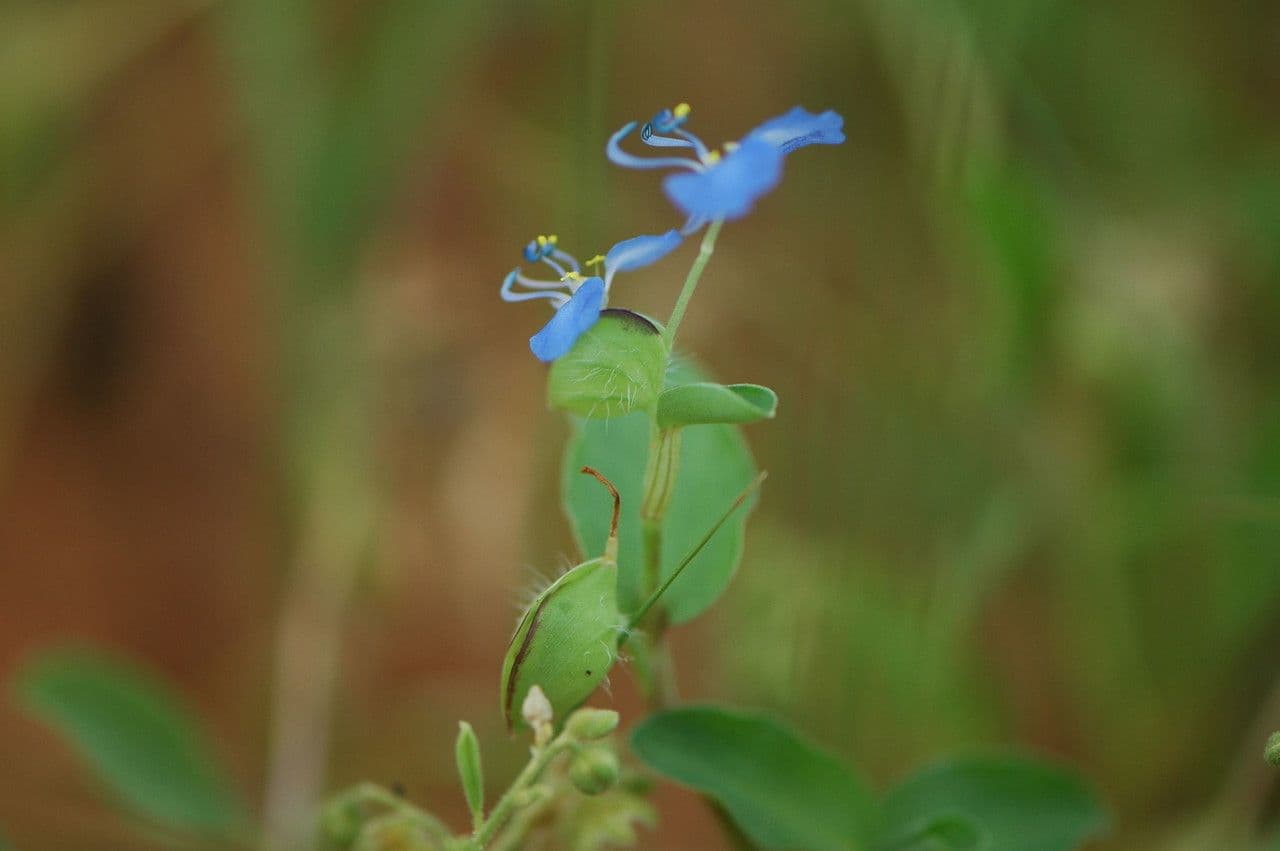 Wegerichblättrige Commelina 9
