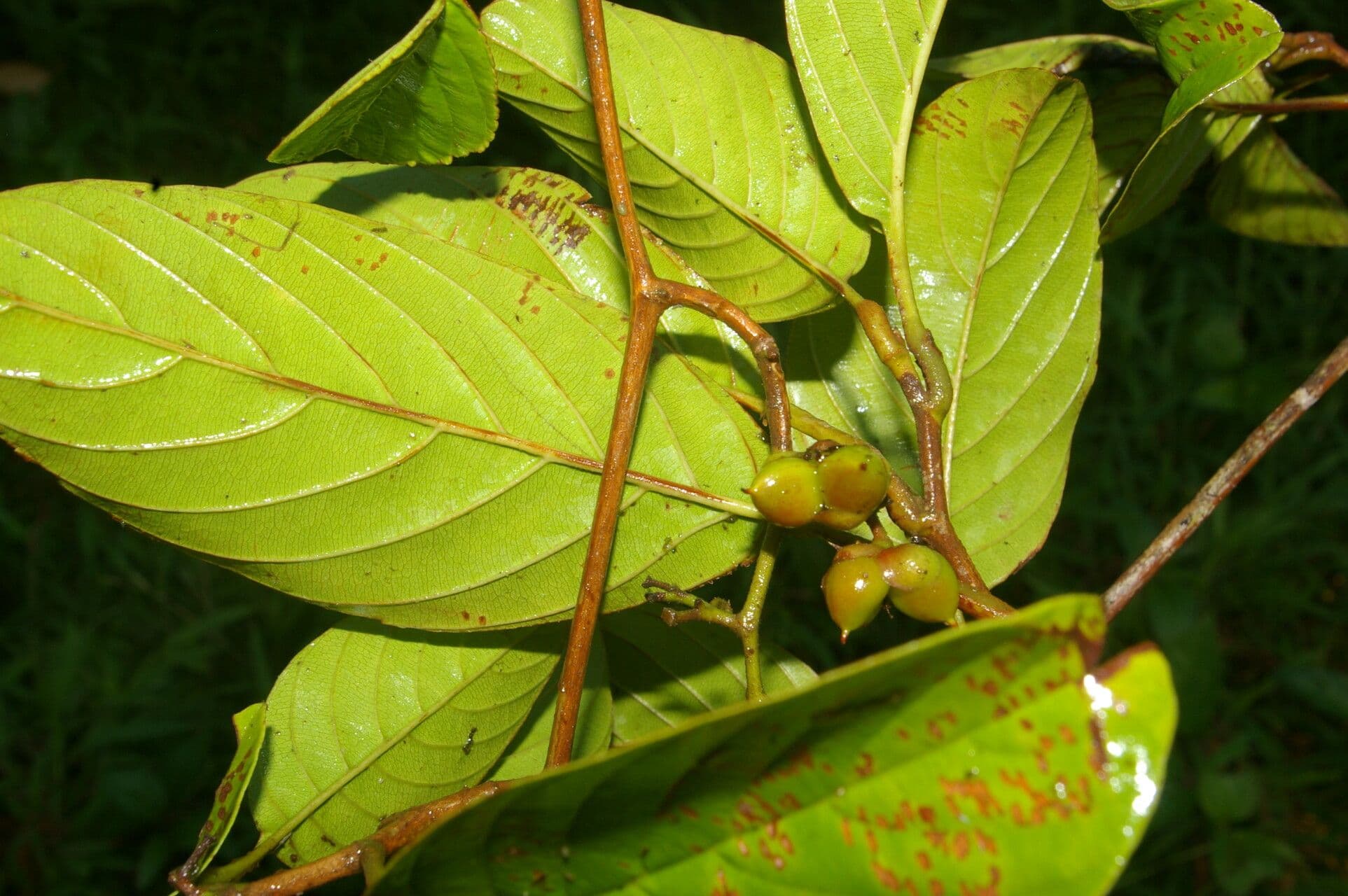 Tetracera 4