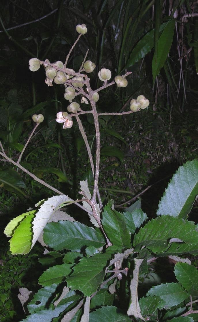 Cupania 18