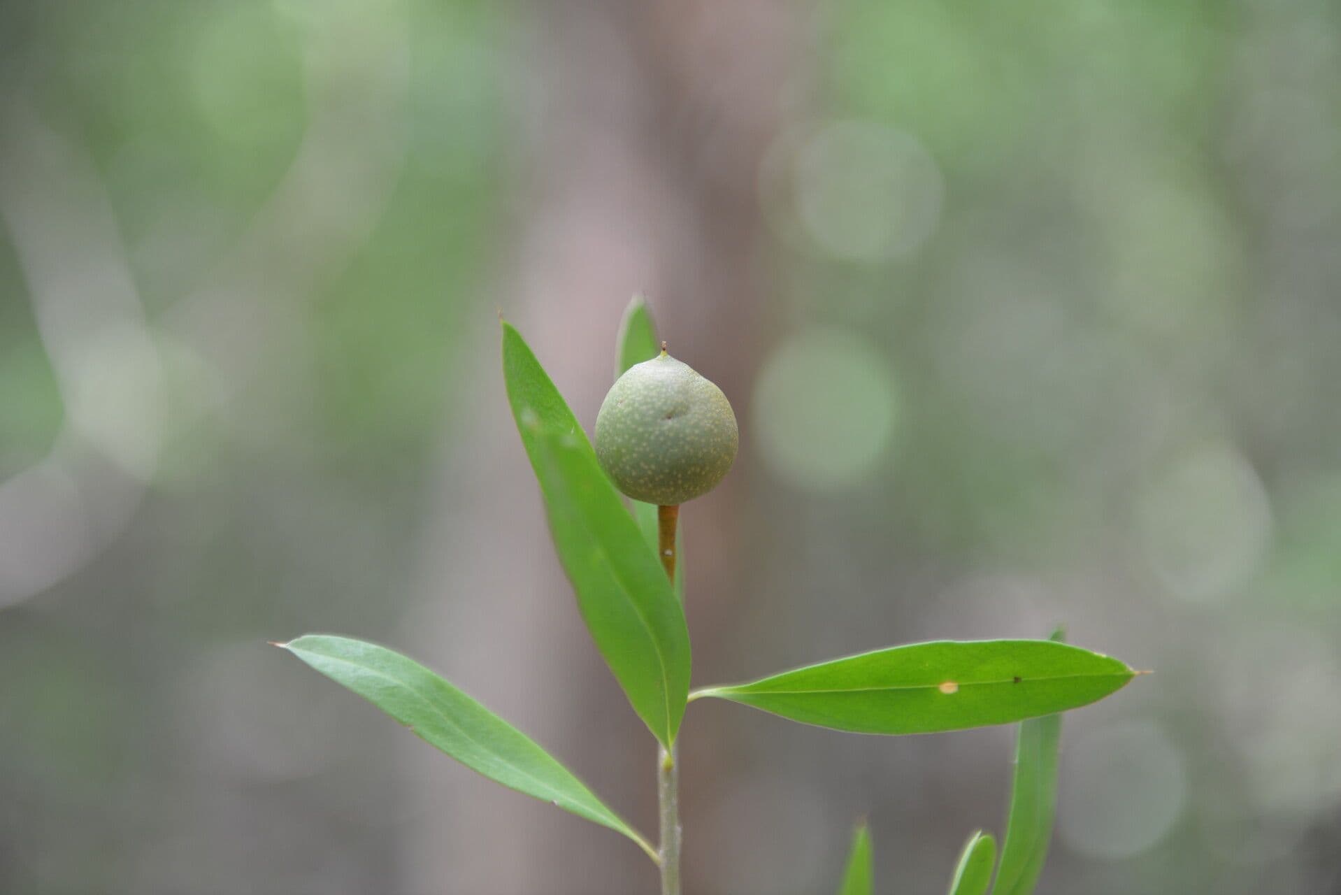 Bonellia