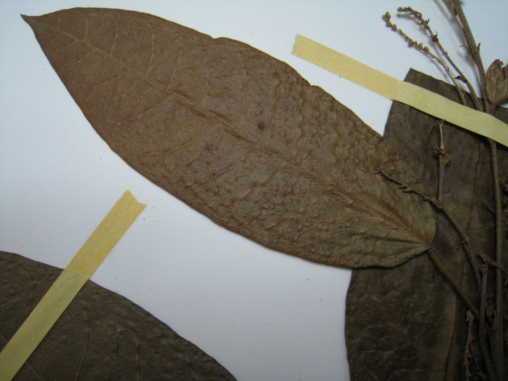 Croton 23