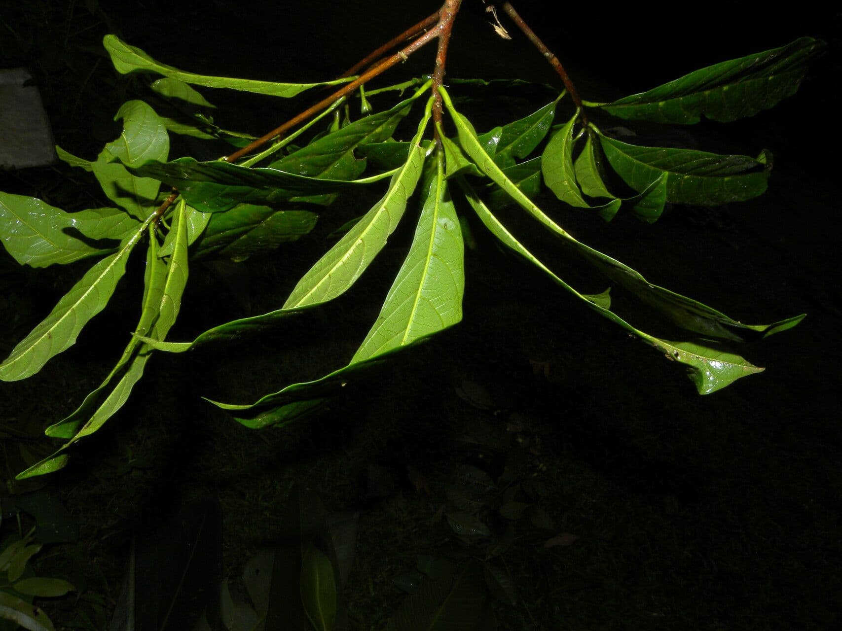Sideroxylon 4