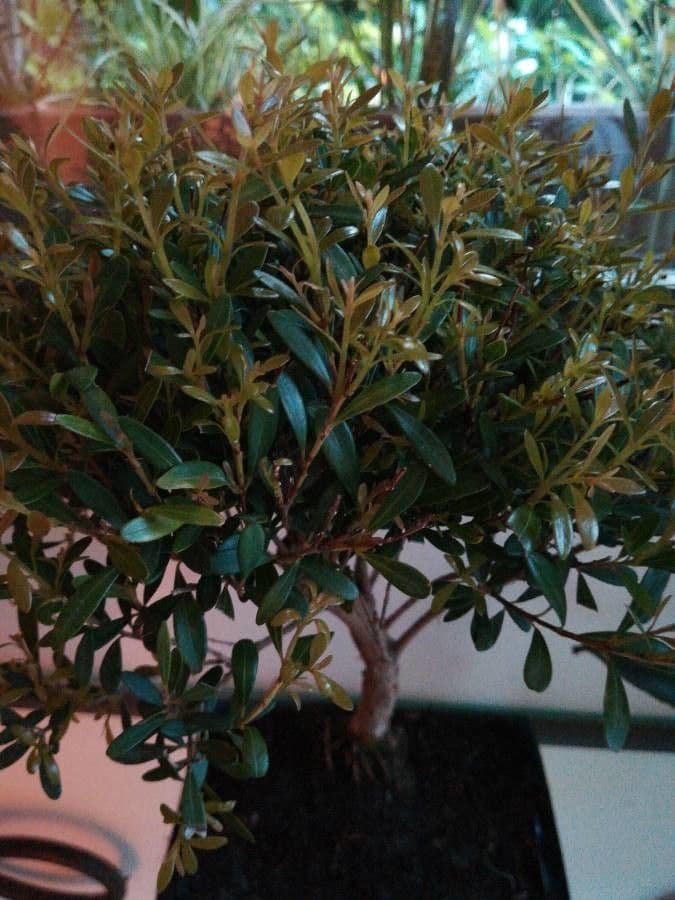 Syzygium buxifolium 7