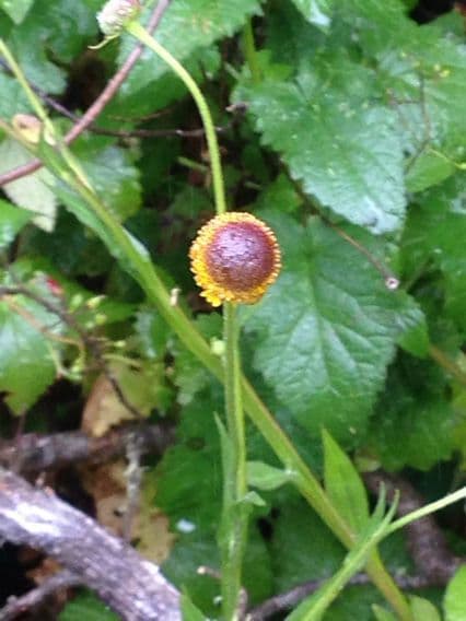 Helenium 2
