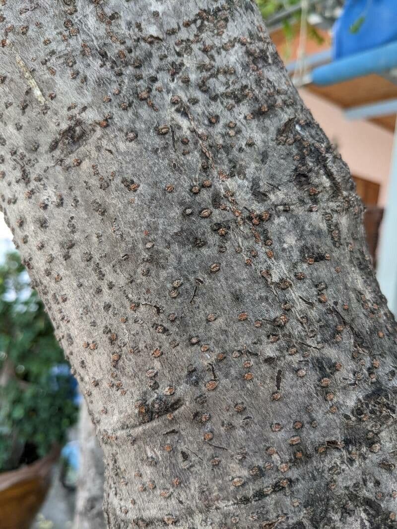 Phyllanthus 24