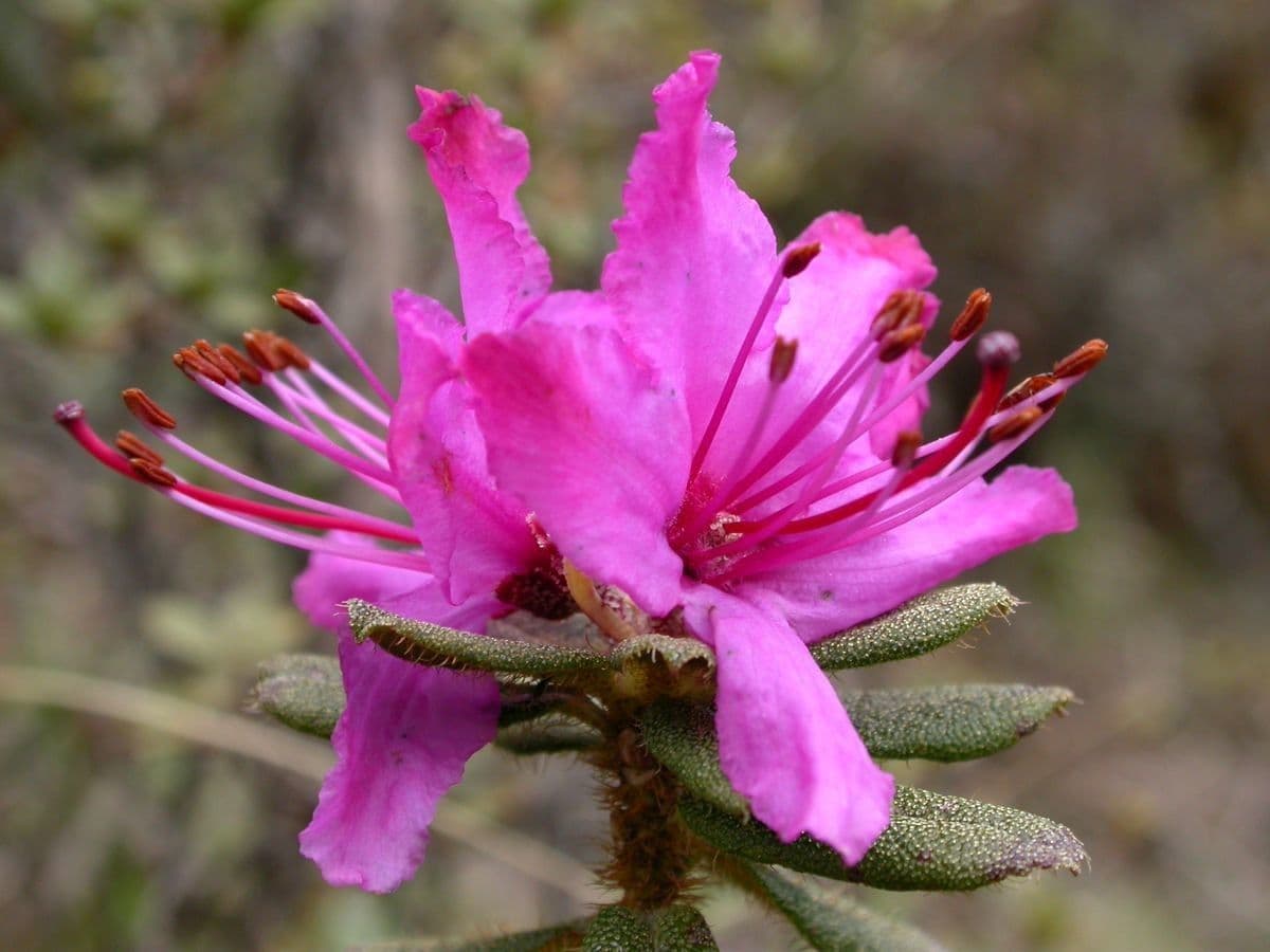 Rododendro setoso 2
