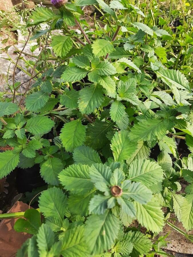 Centratherum punctatum 10