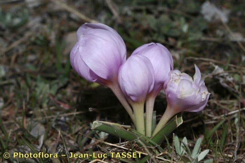 Colchico 4