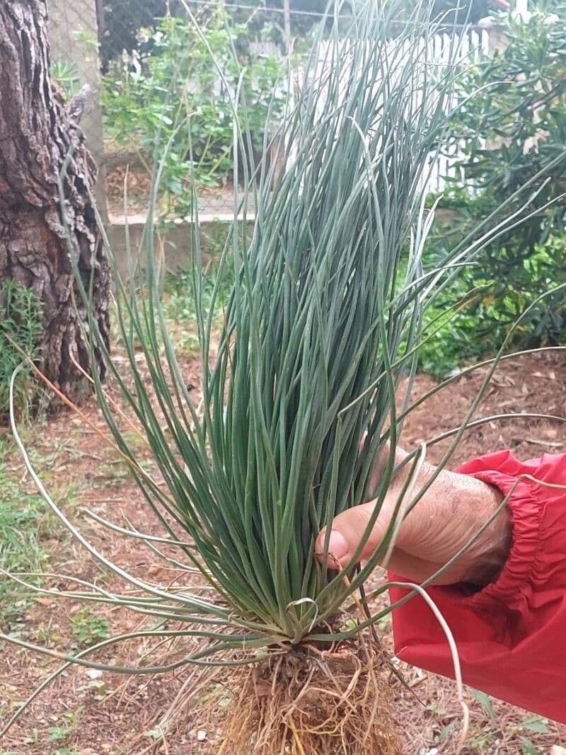Aglio delle vigne 16