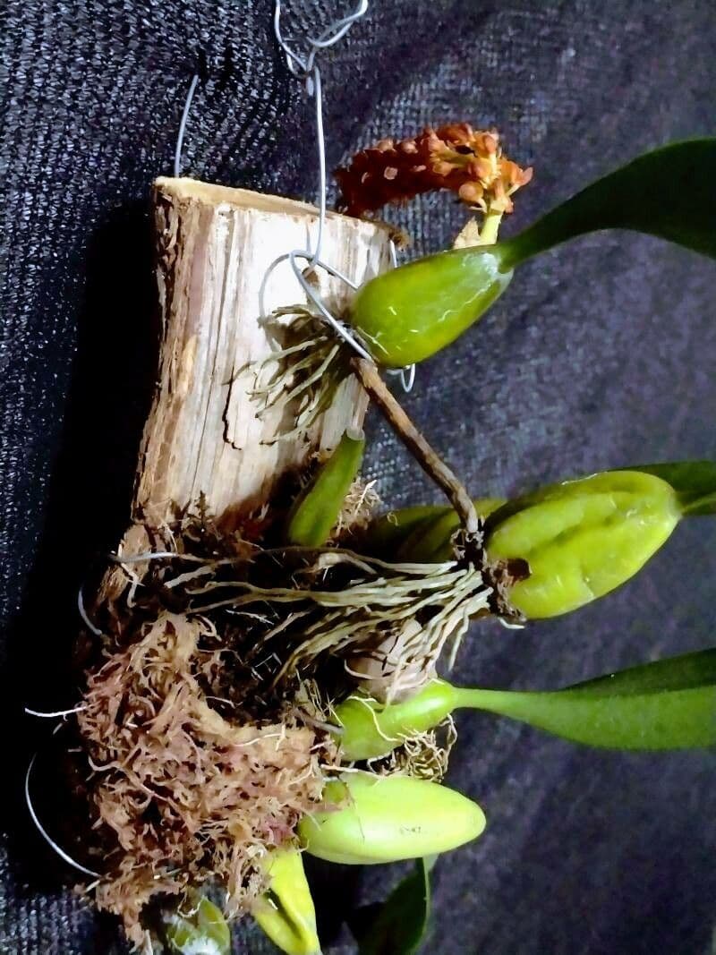 Bulbophyllum 4