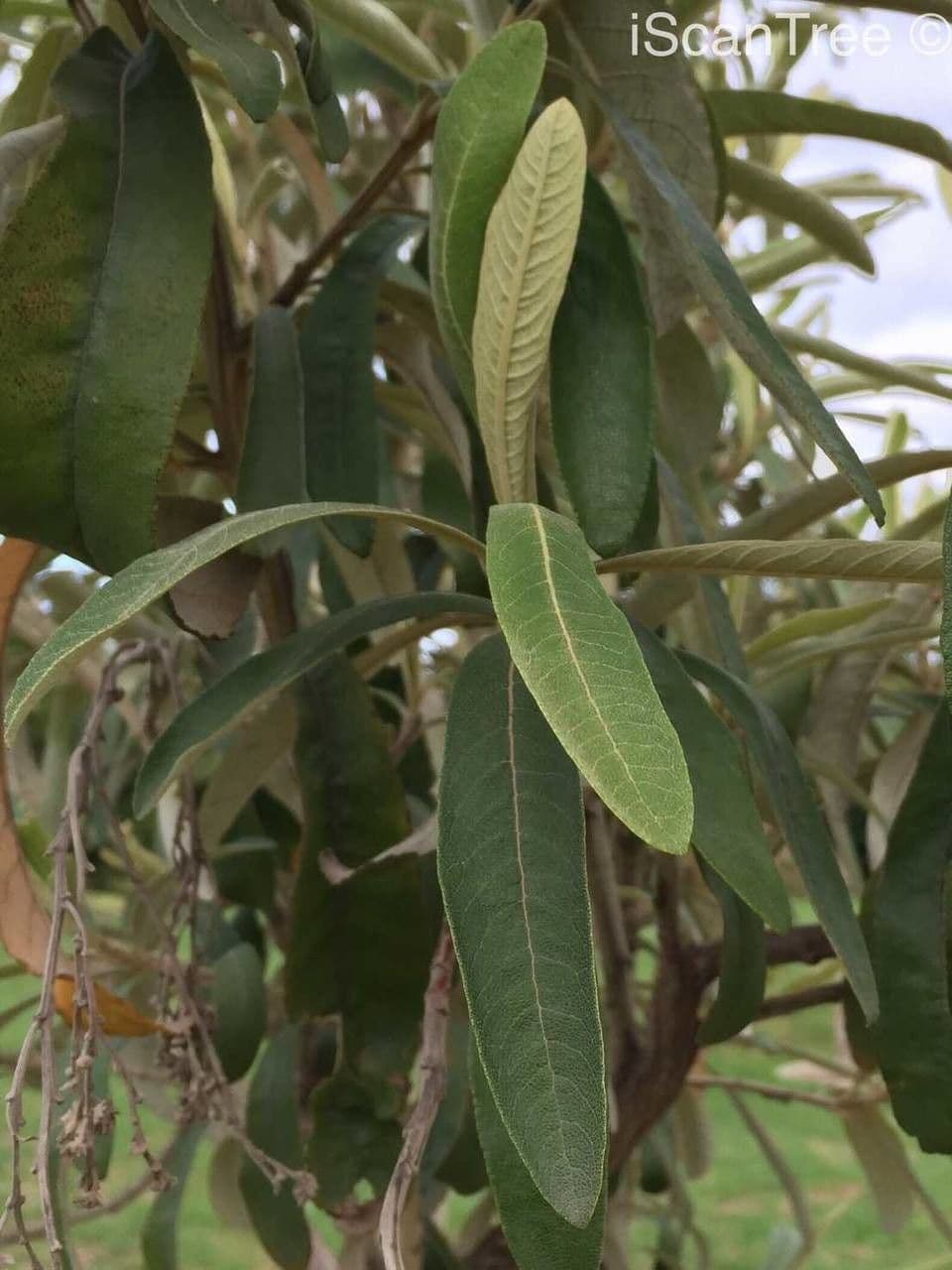 Kampherbaum 13