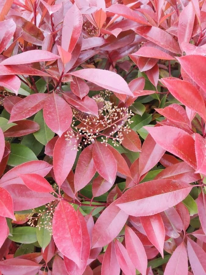 Photinia serrata 8