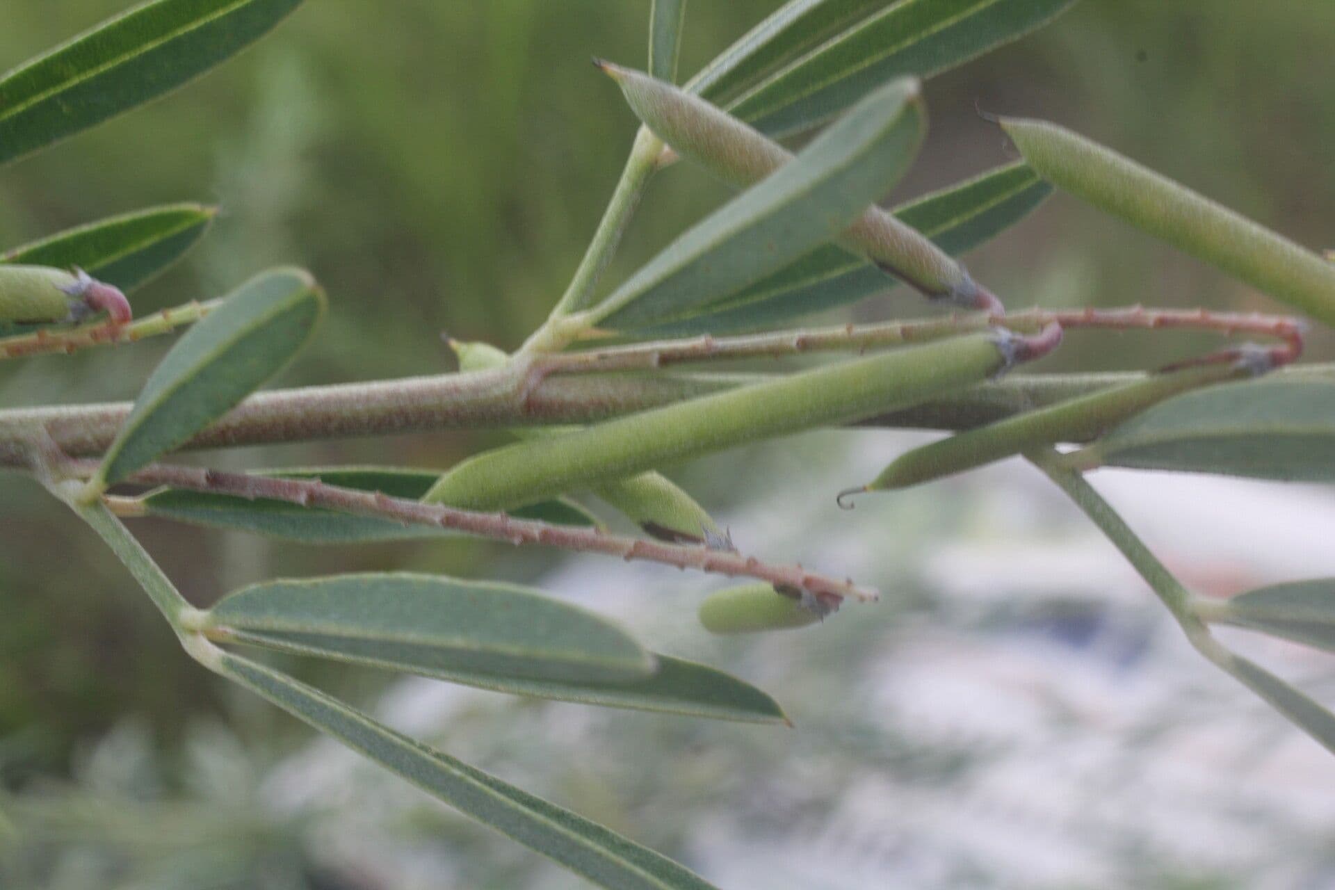 Indigofera 2