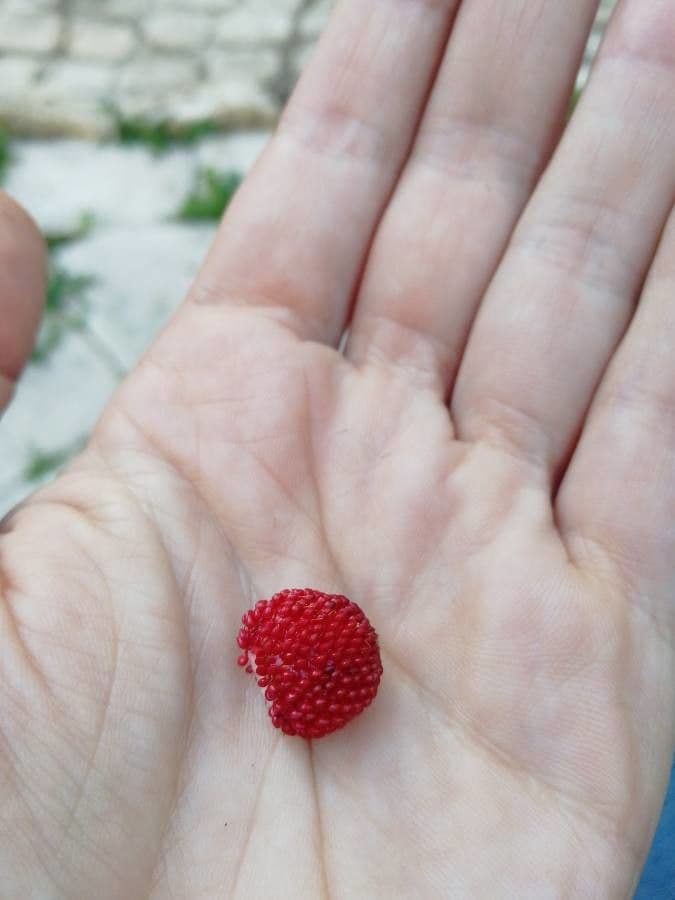 Strawberryleaf cinquefoil