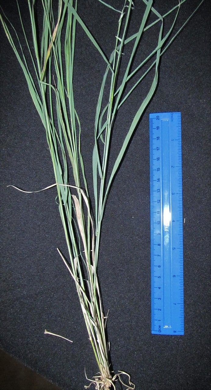 Bouteloua pendula 23