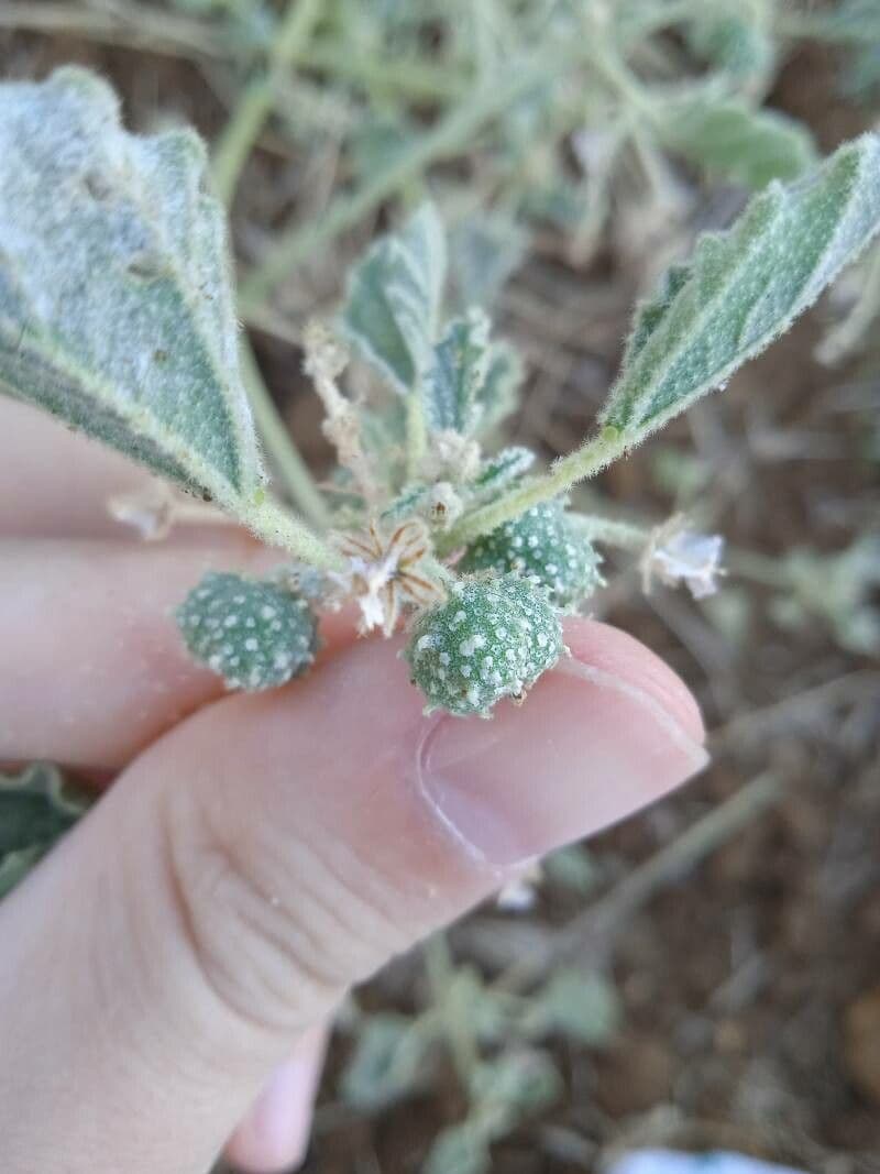 Chrozofora 5