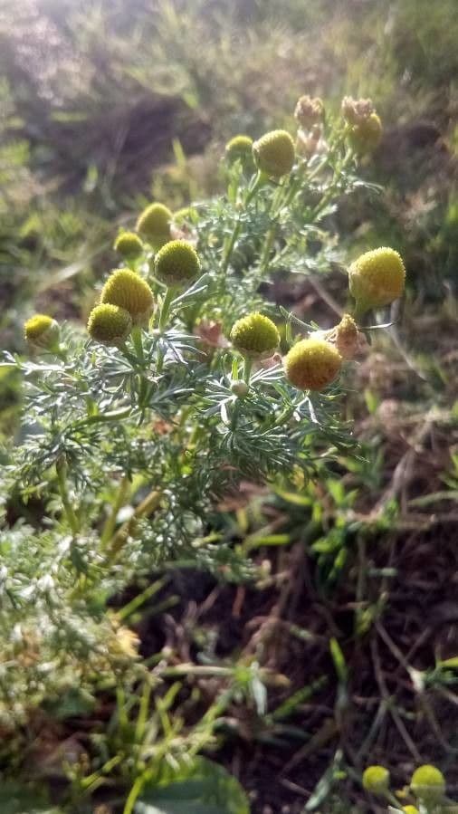 Matricaria 5