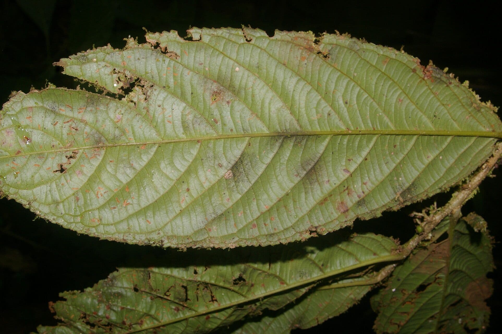 Casearia 6
