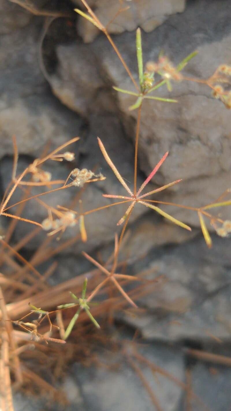 Rubiacea 11