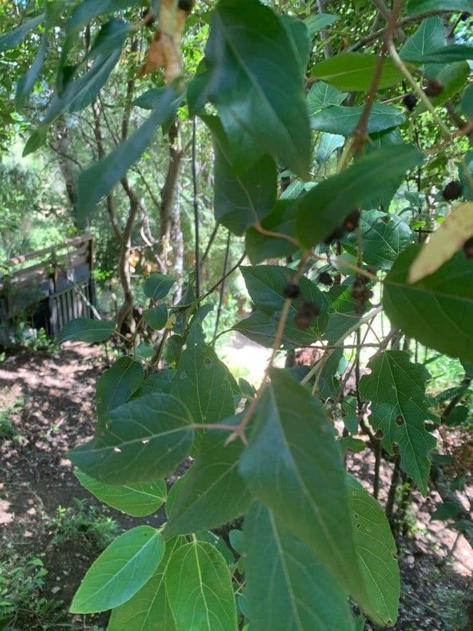 Aristotelia chilensis