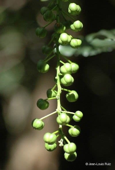 Codiaeum 2